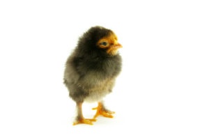 baby chicken